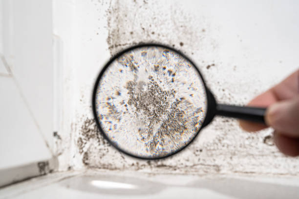 Best Mold Damage Restoration  in Villa Ridge, MO